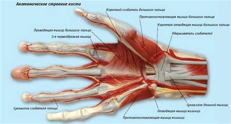 Причины и лечение боли в суставе большого пальца правой руки